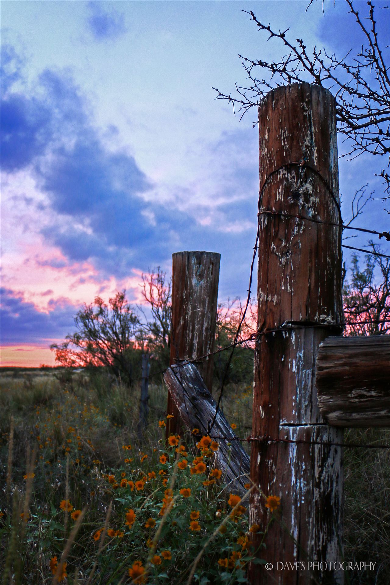 Gate Posts At The Woolworth Trust -  by David Verschueren