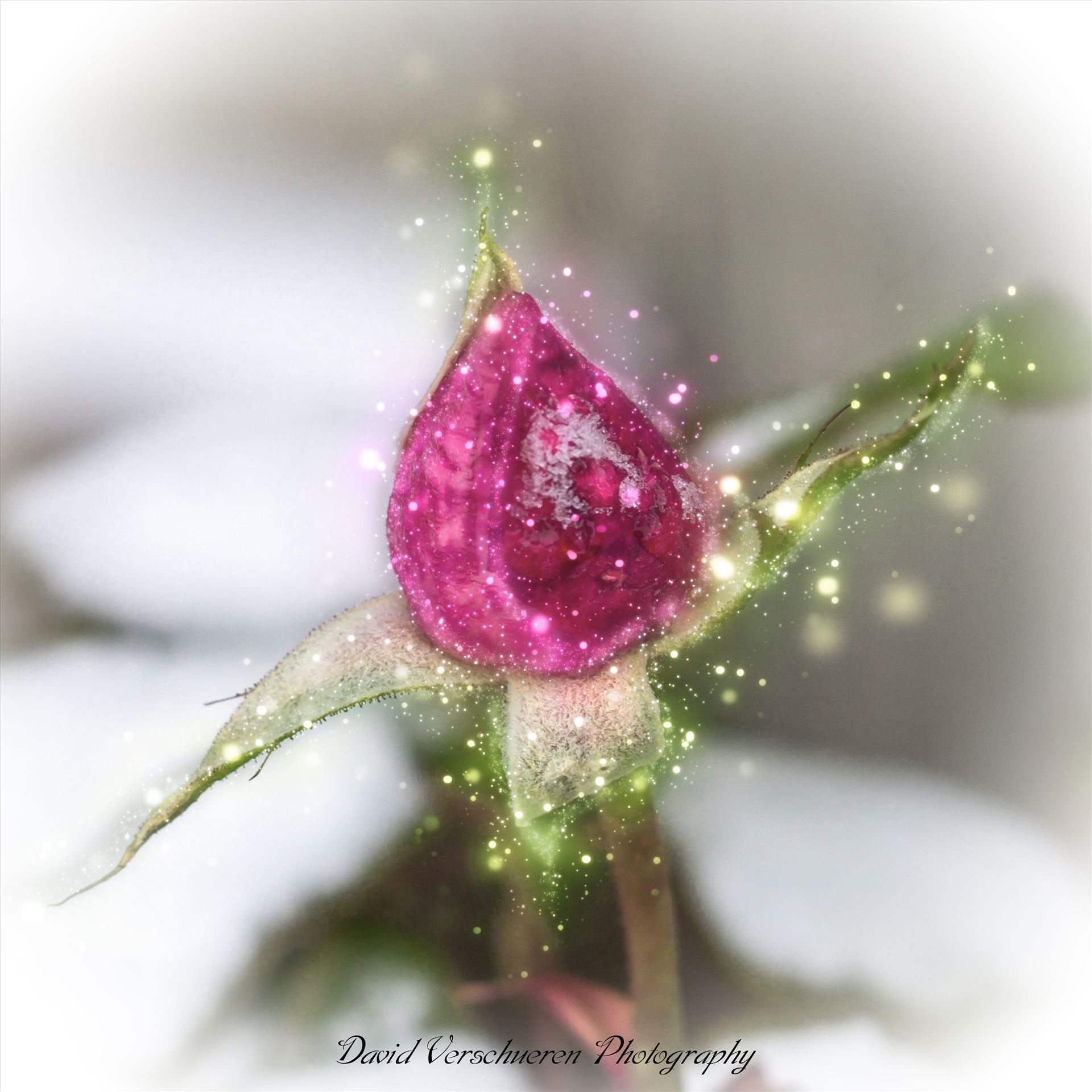 Whimsical Rose -  by David Verschueren