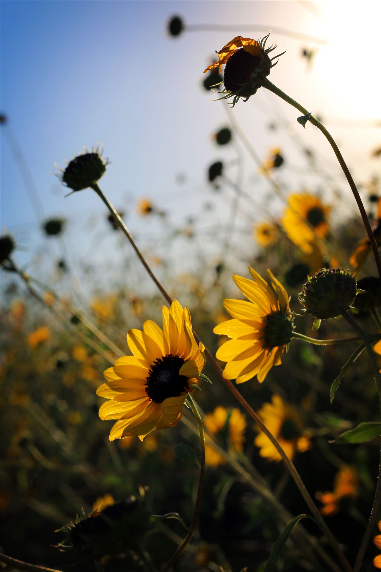 New Mexico Wildflowers -  by David Verschueren