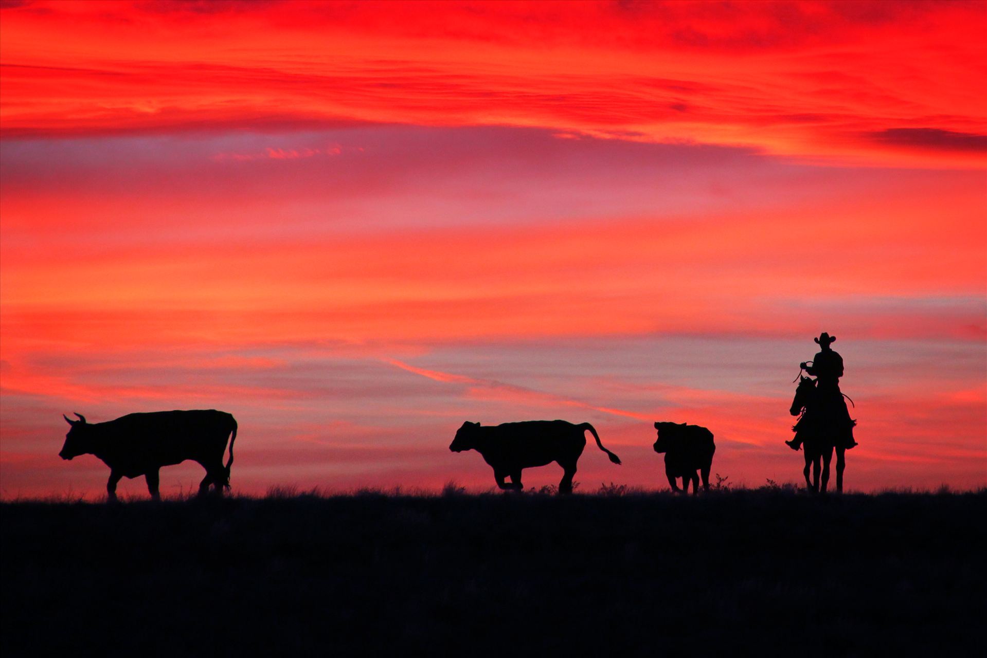 The Trail Ahead -  by David Verschueren