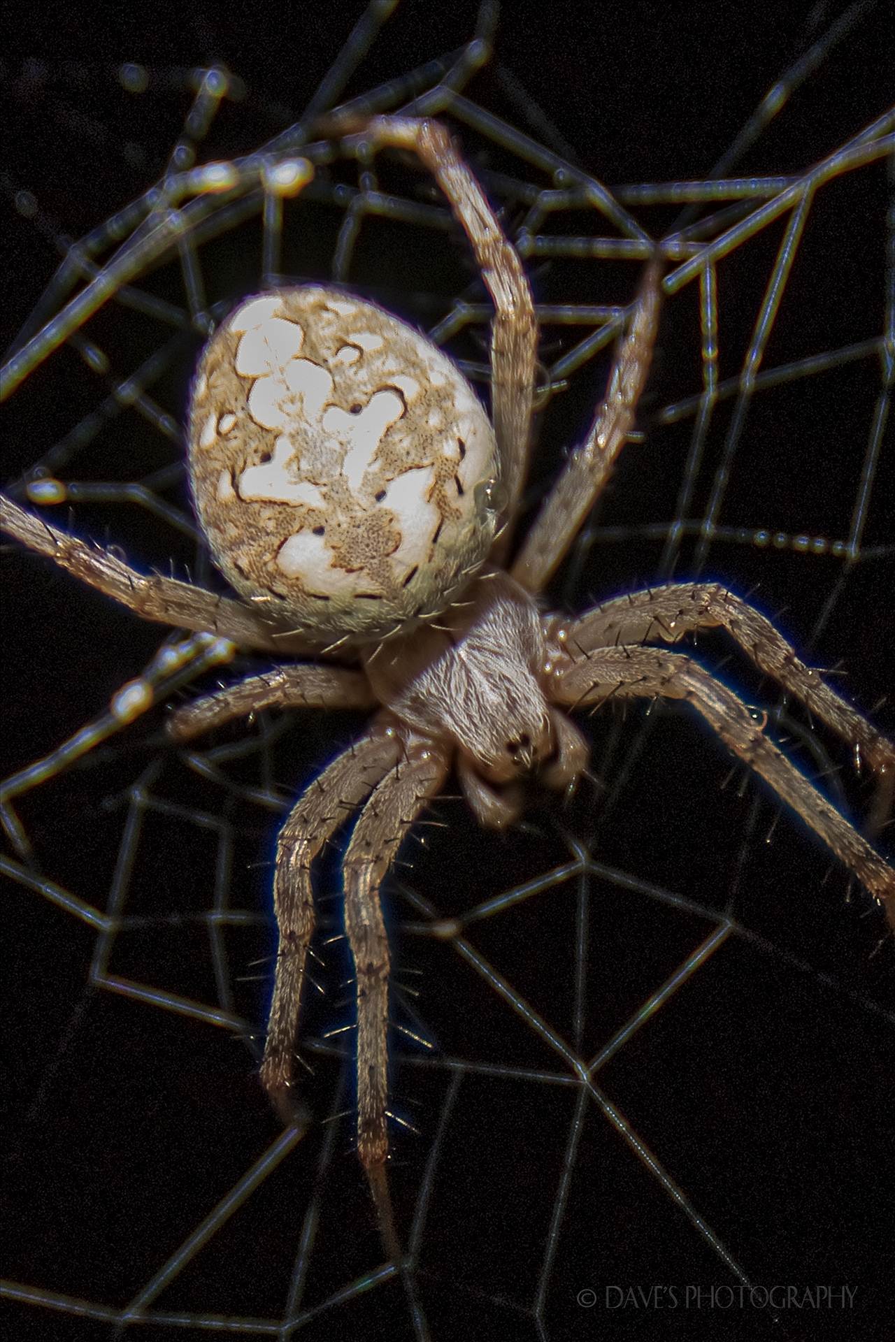 _Spider-WM.jpg -  by David Verschueren