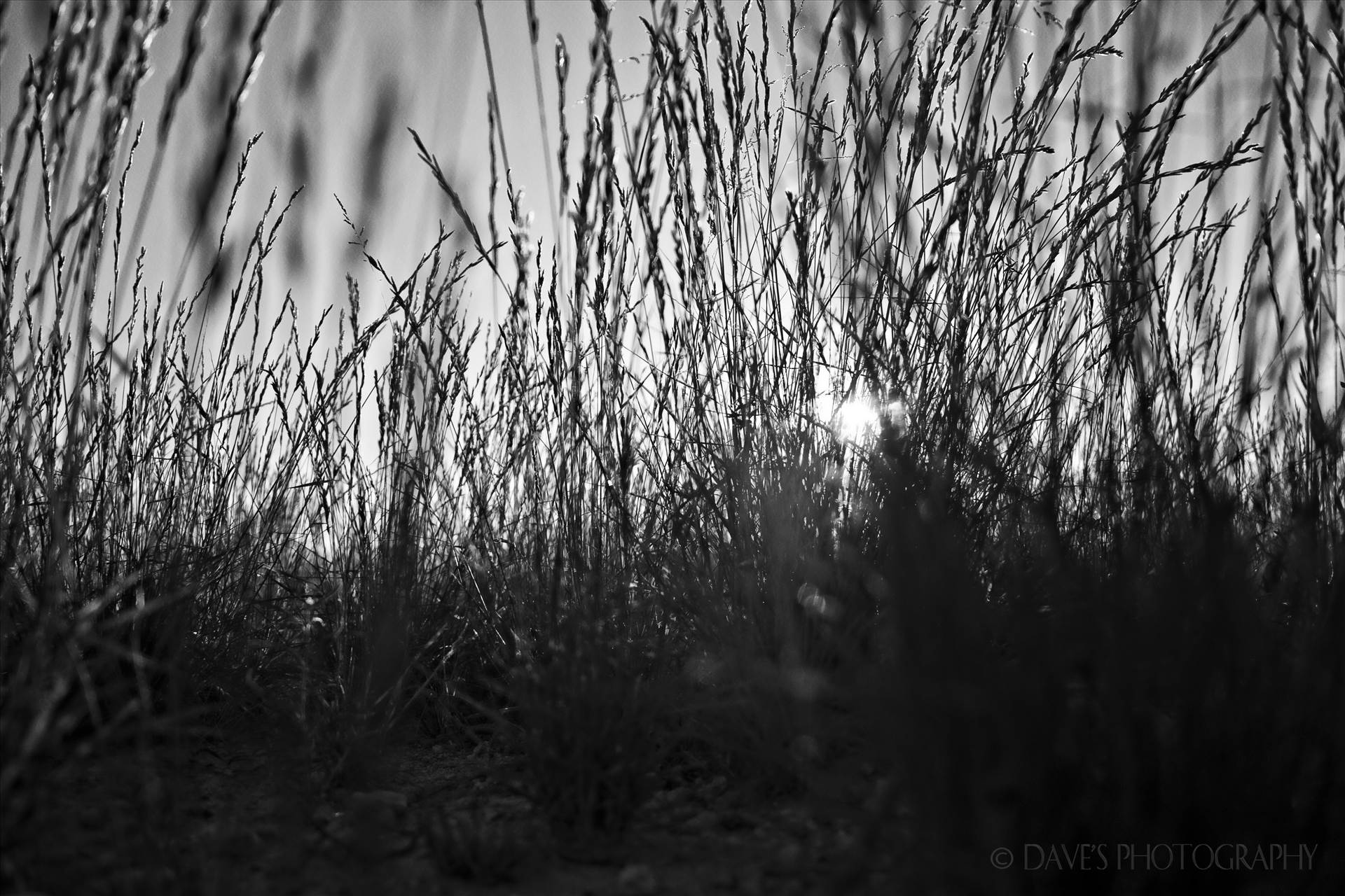 Grass at Sunset...That is All -  by David Verschueren