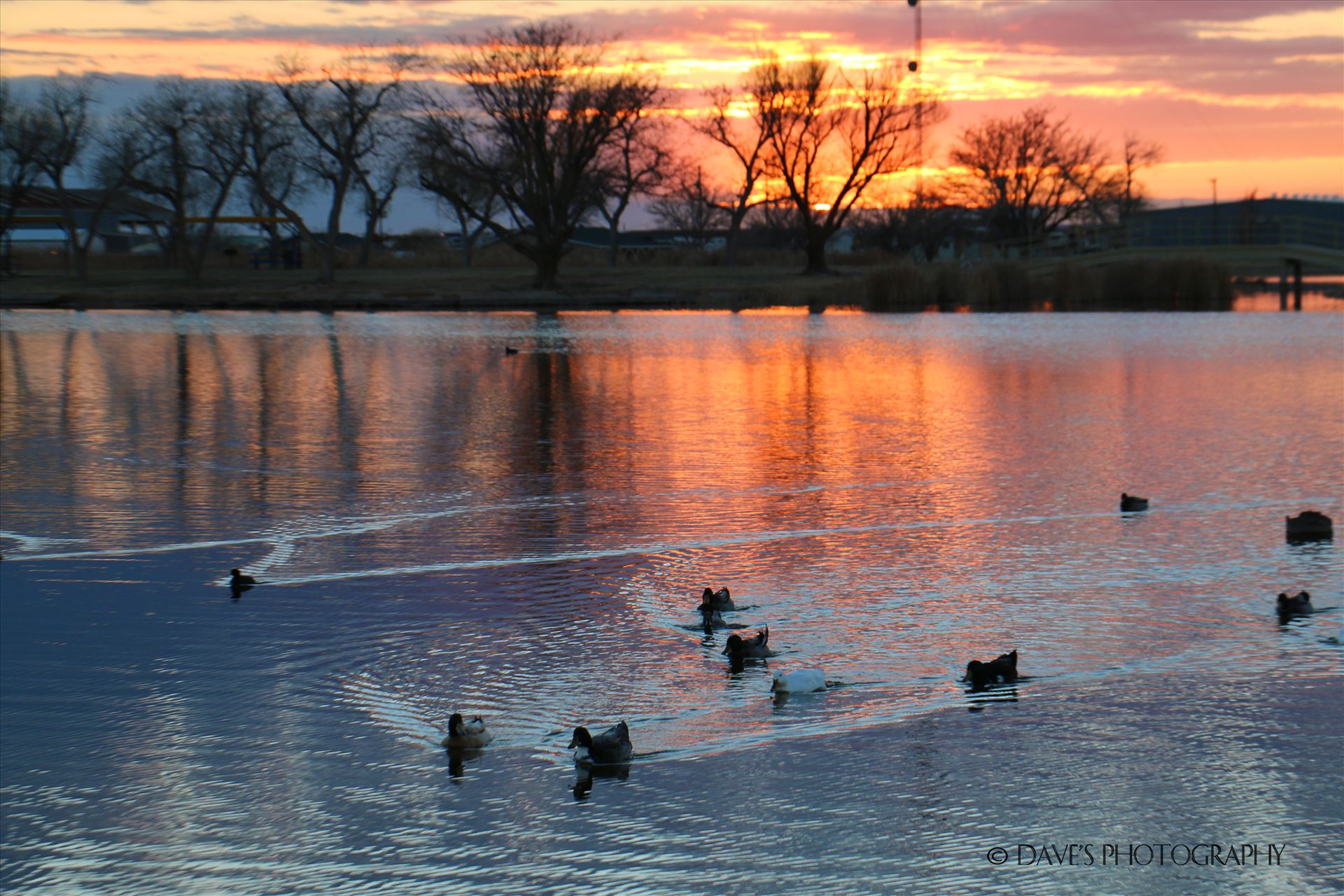 Ducks! -  by David Verschueren