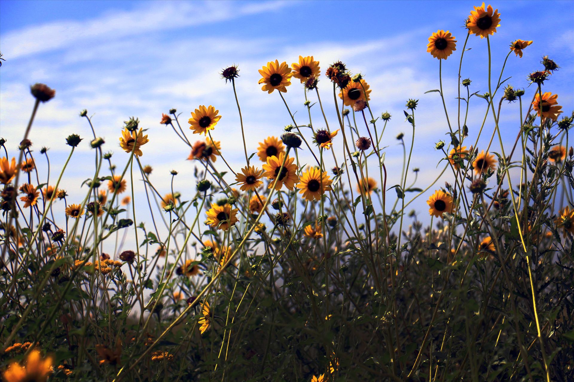 Texas Wildflowers -  by David Verschueren