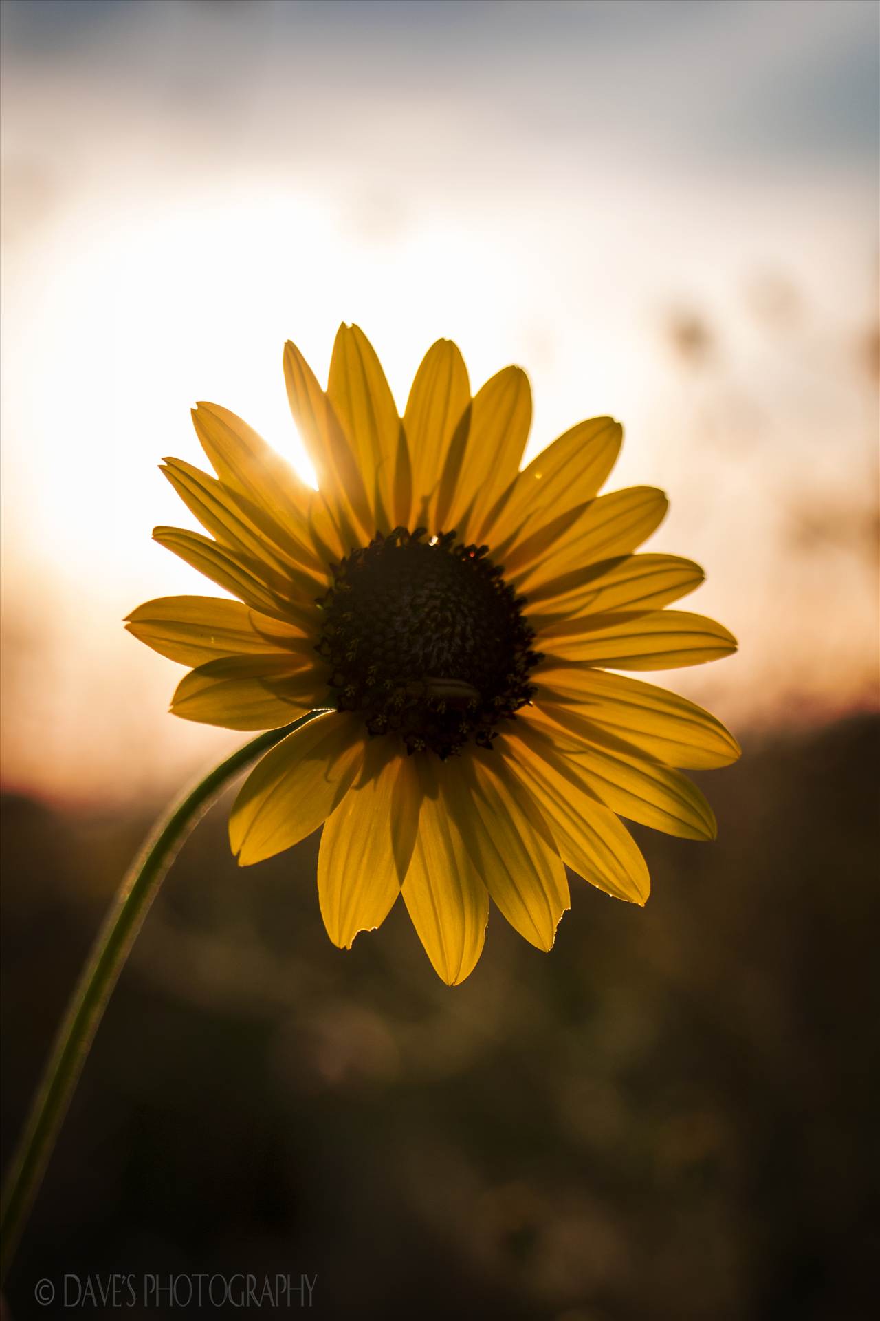 Wildflower At Sunset -  by David Verschueren