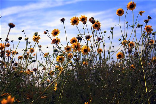 Texas Wildflowers - 